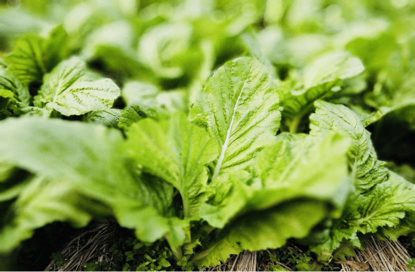 芥菜间距(芥菜种植间距多少)