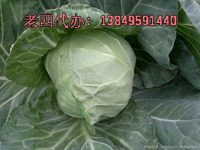 8398甘蓝(甘蓝915)