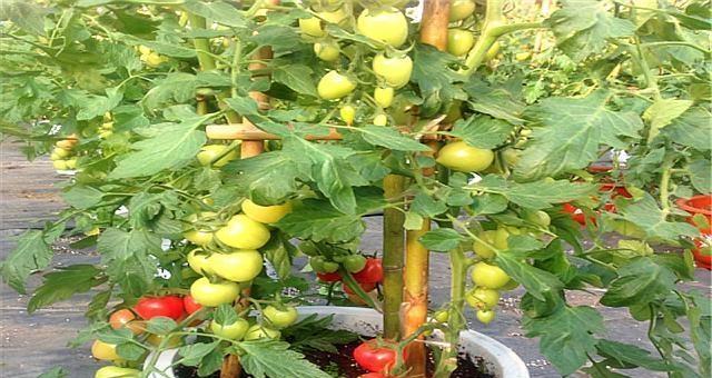 西红柿种植方法和管理技术(西红柿种植方法和管理技术有哪些)