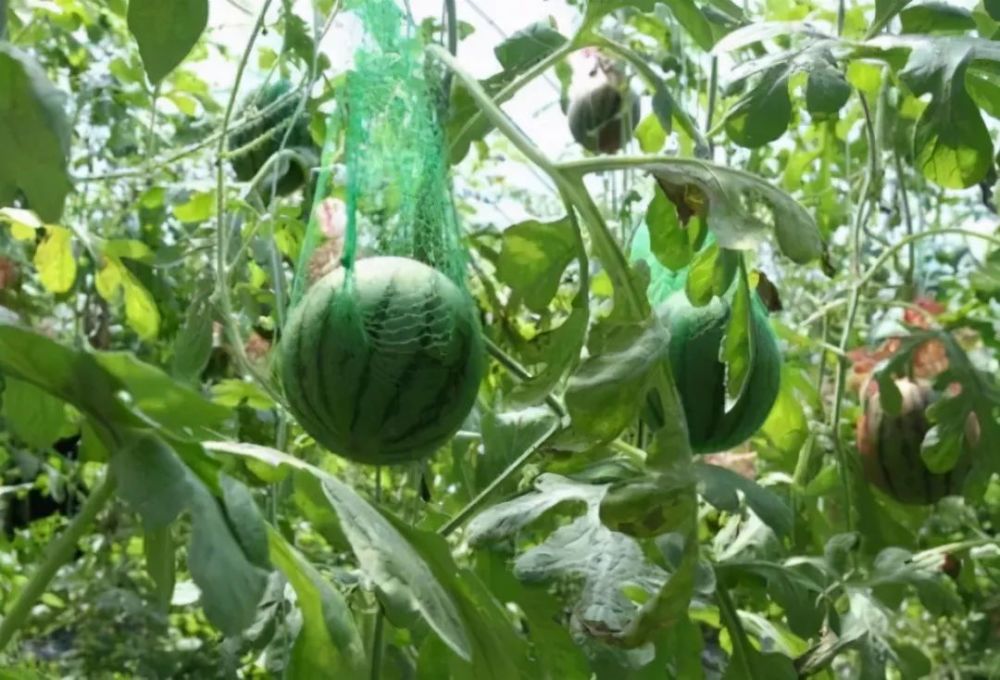 西瓜种植栽培技术要点(西瓜种植栽培技术要点总结)