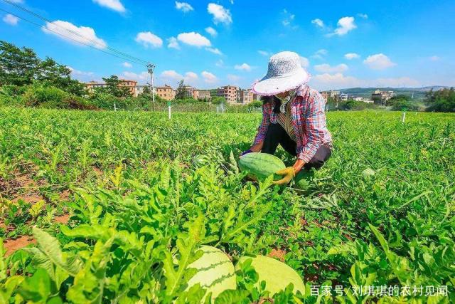 西瓜种植栽培技术要点(西瓜种植栽培技术要点总结)