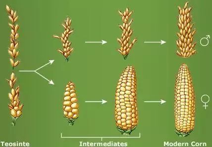 转基因玉米识别(转基因玉米怎么能看出来)