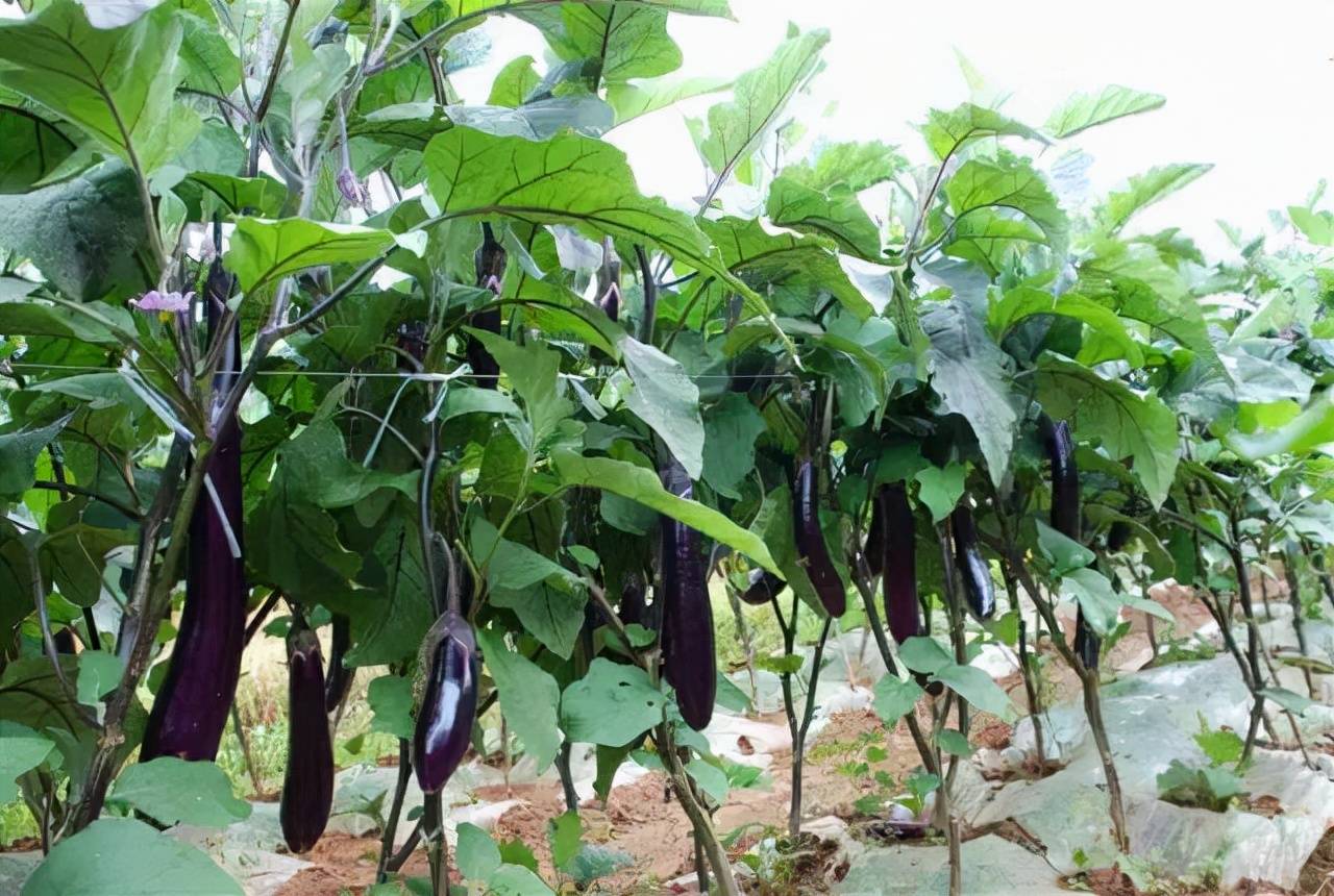 大棚茄子种植管理技术(大棚茄子种植管理技术视频)