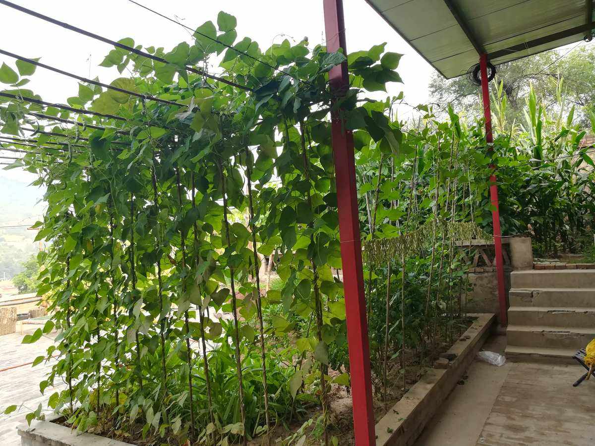 庭院蔬菜种植方法(一年四季蔬菜种植表)