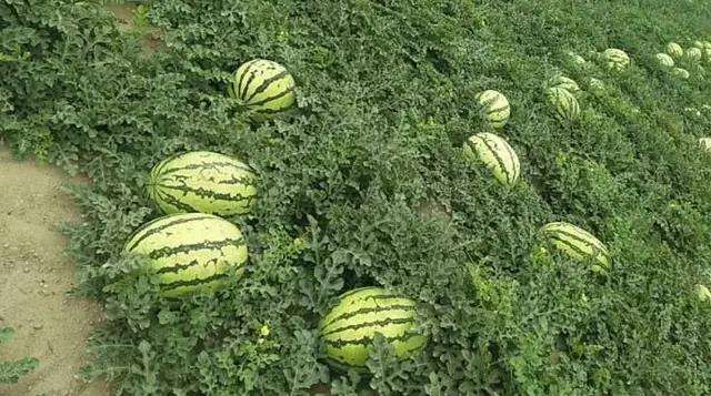 广西适合种什么品种西瓜(广西适合种植什么果树品种)