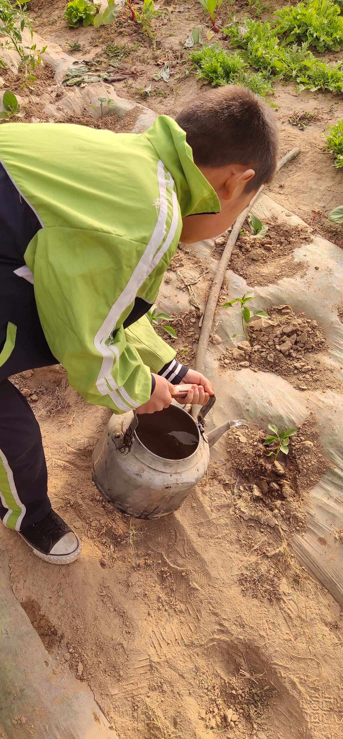 浇水和施肥(花卉开花期间怎么浇水施肥)