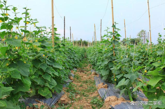 青瓜怎么种植方法(青瓜怎么种植方法视频)