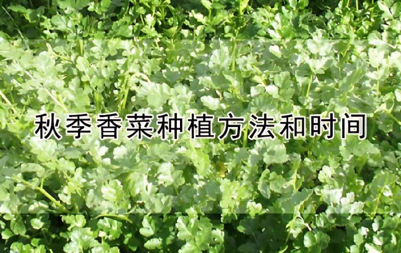 如何种植香菜(如何种植蔬菜流程)