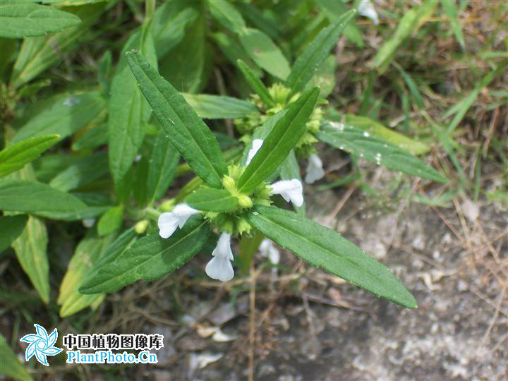 蜂窝草的功效(蜂窝草的功效与主治)