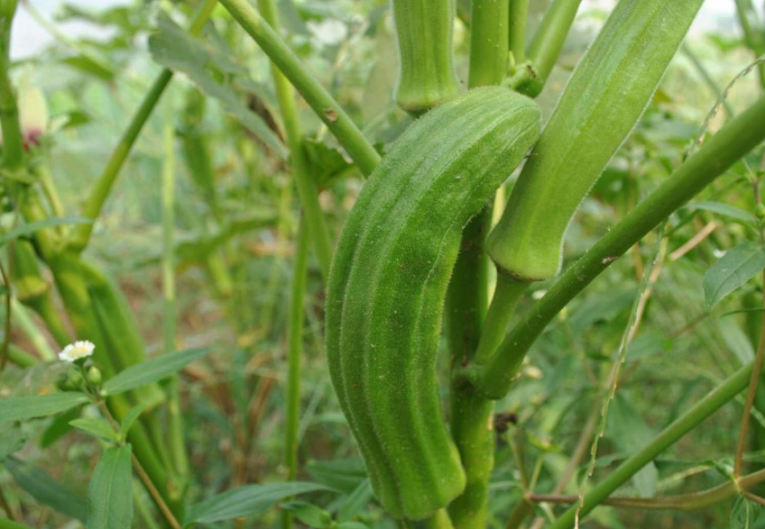 广东秋葵种植时间(秋葵广东什么时候种植最好)