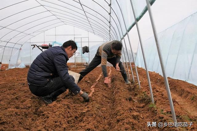 红薯怎么种(红薯怎么种的)