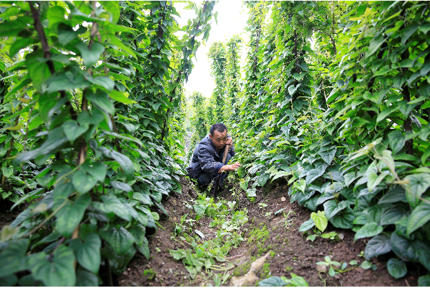 种植山药图(种植山药图片)