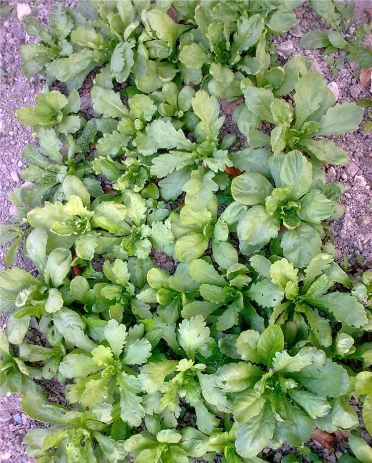 茼蒿菜种子怎么播种(茼蒿菜种子播种需要盖土吗)