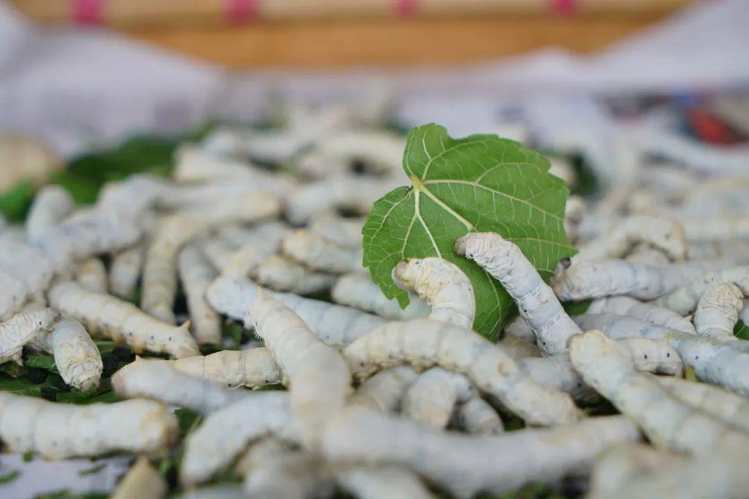蚕除草(蚕除草的功效与作用)