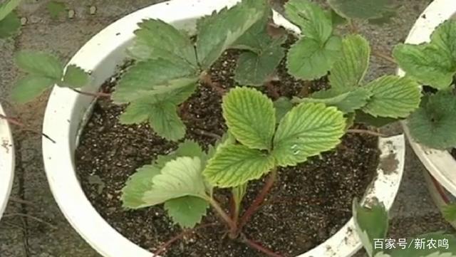 草莓要如何种(草莓如何种植方法视频教程)
