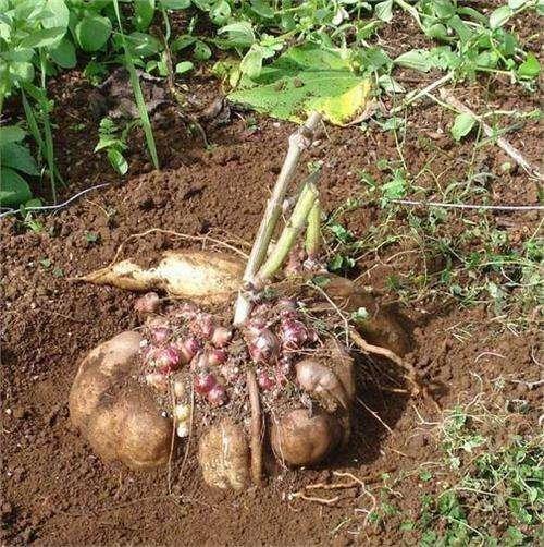 种植地瓜的步骤(种植地瓜的步骤是什么)