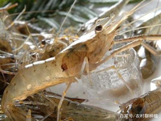 鸡尾对虾养殖方法(鸡尾对虾养殖方法视频)