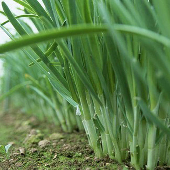 冬韭菜种植方法(冬韭菜种植方法图解)