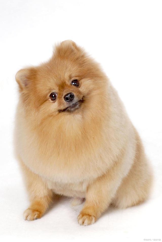 博美犬种类有哪些(博美犬种类有哪些图片)