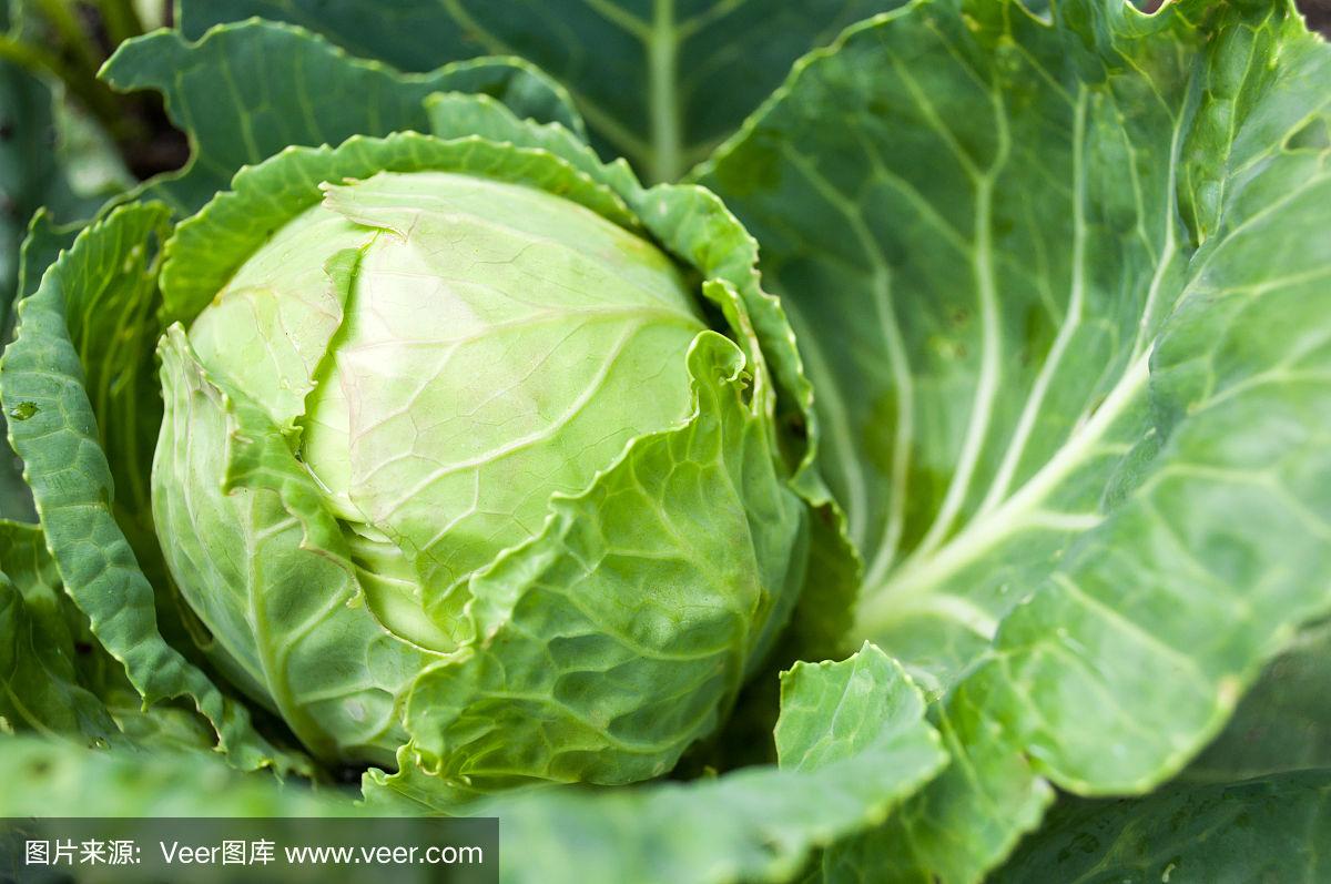 白菜哪边是头(白菜头尾怎么分)