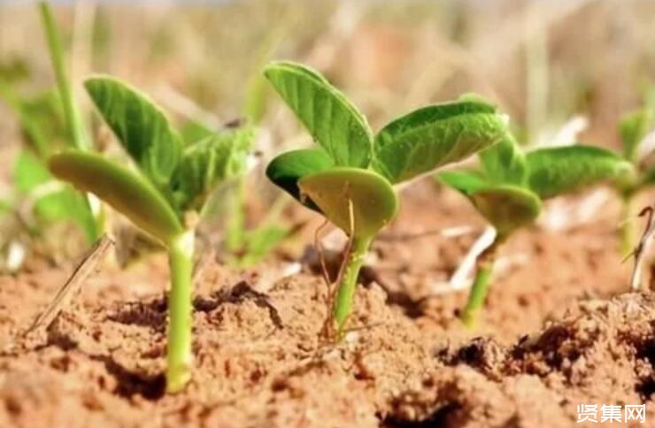 大豆如何种植详细步骤(大豆怎样种植产量高饱满)