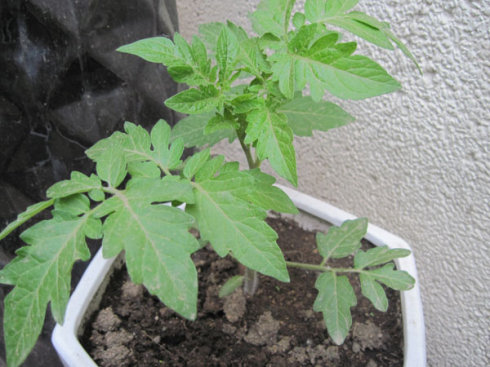小番茄种植技术(小番茄种植技术视频)