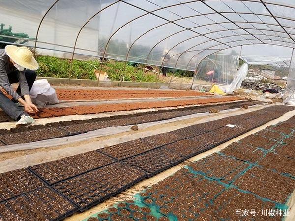 地膜种植辣椒(地膜种植辣椒如何管理)