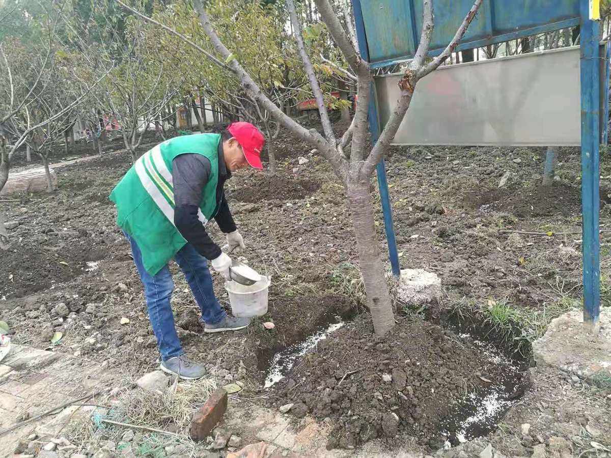 绿化树施肥(绿化树施肥好不好)