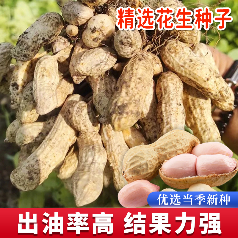高产花生种(高产花生种子排行榜)