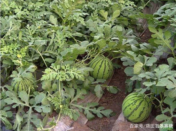 种植西瓜株距行距各是多少(西瓜的种植株距和行距是多少)