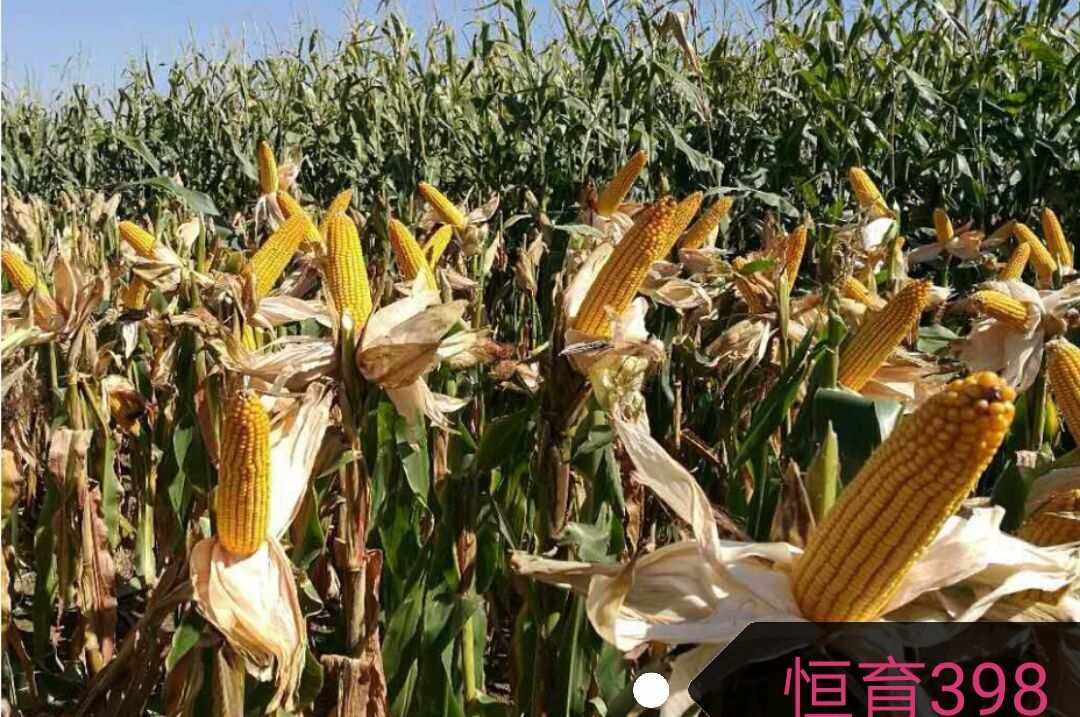 山西种玉米最多的地方(山西哪里种植玉米比较多)