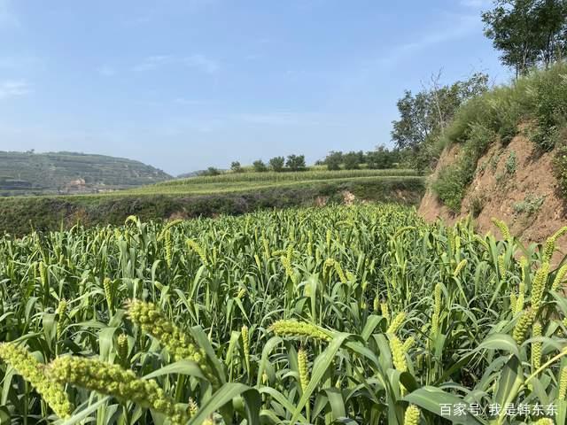山西种玉米最多的地方(山西哪里种植玉米比较多)