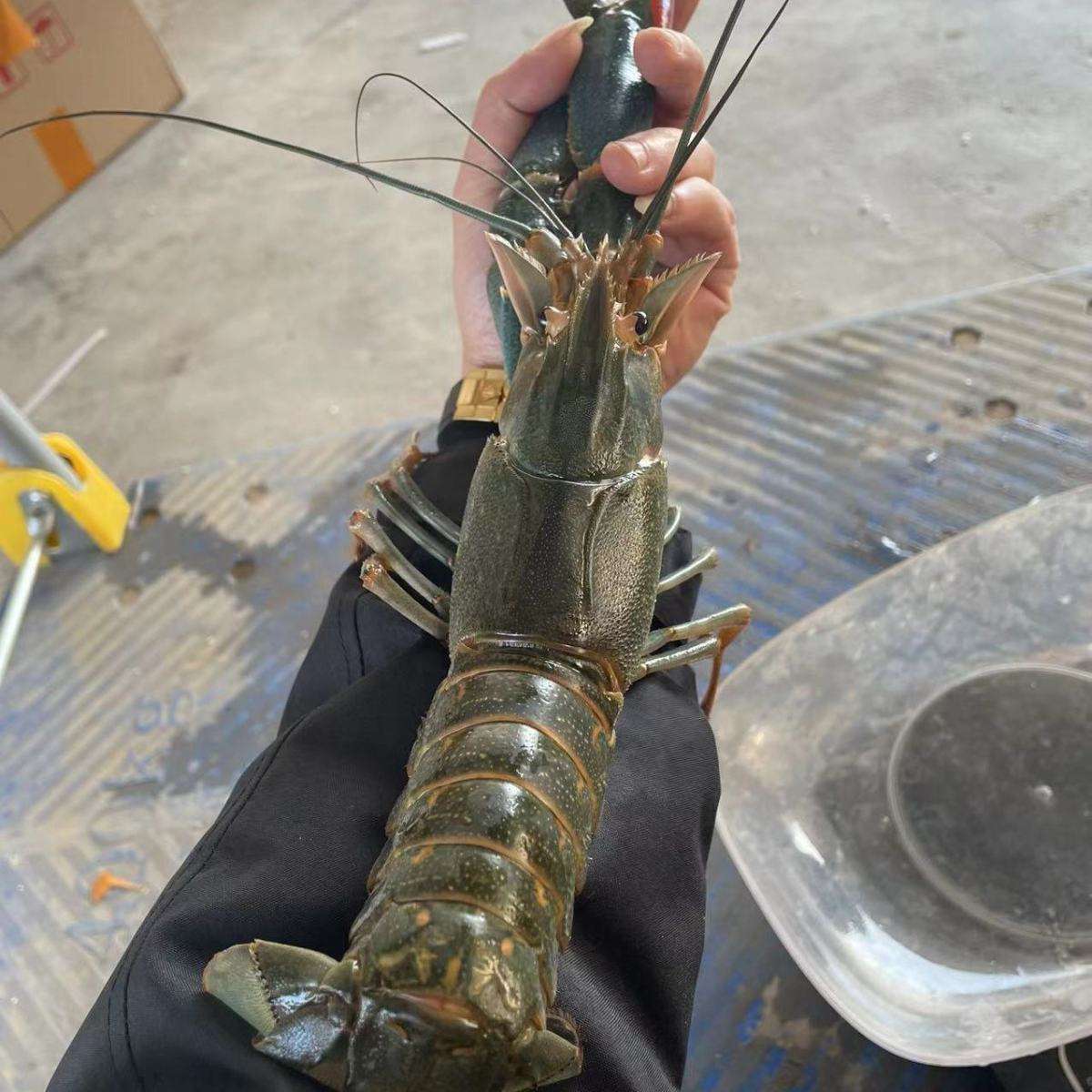 江苏澳洲淡水龙虾养殖方法(江苏澳洲淡水龙虾养殖方法和条件)