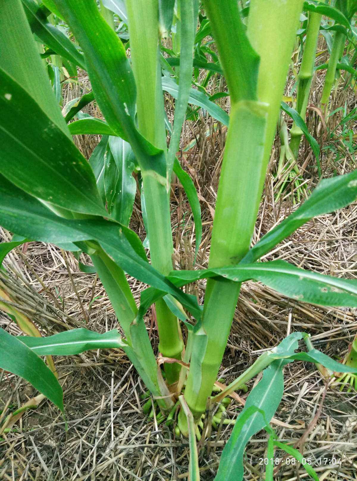 黑玉米种植方法(黑玉米种植时间和方法)