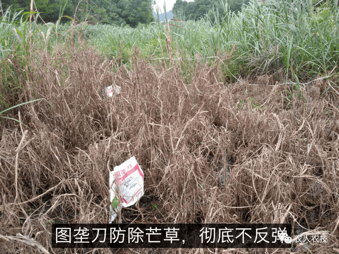 非耕地除草剂能不能打果园除草(非耕地用什么除草剂能杀死土壤里面的草种子?)