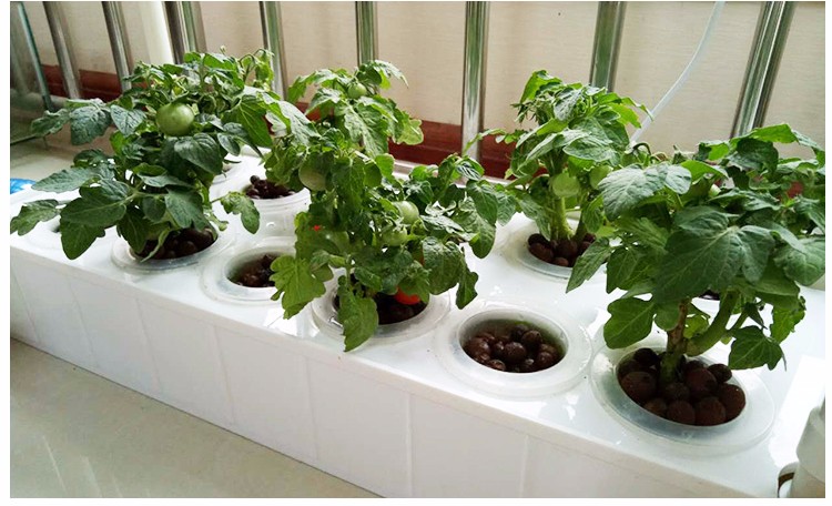 如何在室内种植蔬菜(如何在室内种植蔬菜呢)