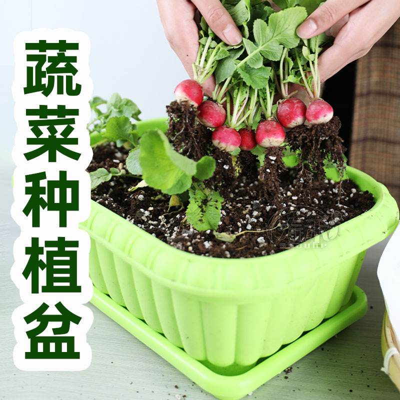 如何在室内种植蔬菜(如何在室内种植蔬菜呢)