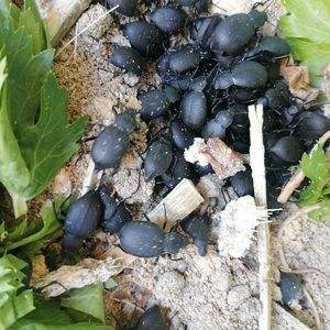 臭屁虫养殖技术视频(臭屁虫养殖技术视频讲解)