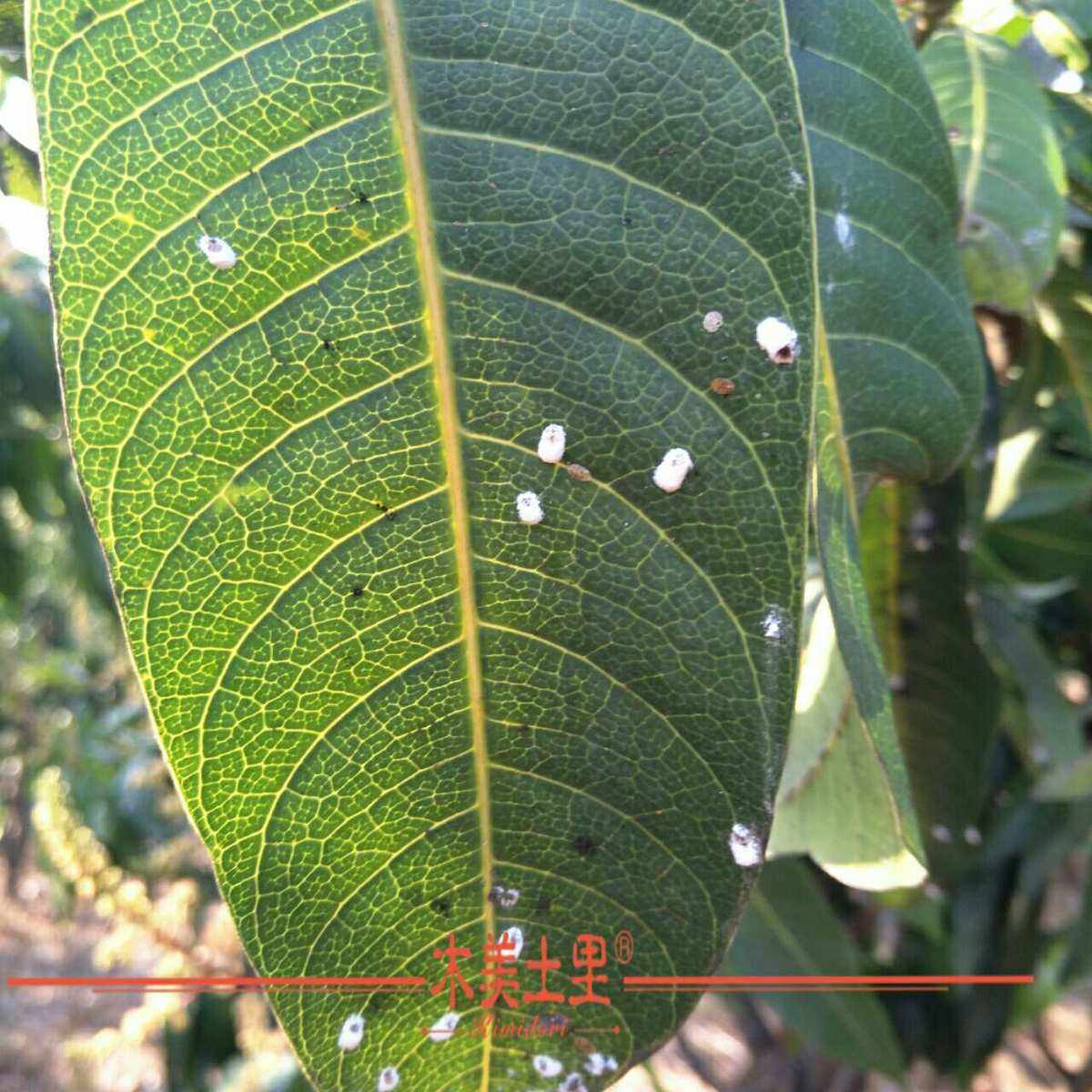 芒果病虫害防治(芒果病虫害防治要点)
