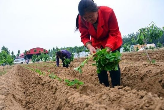 红薯横着种还是竖着种(红薯是横着栽还是竖着栽)