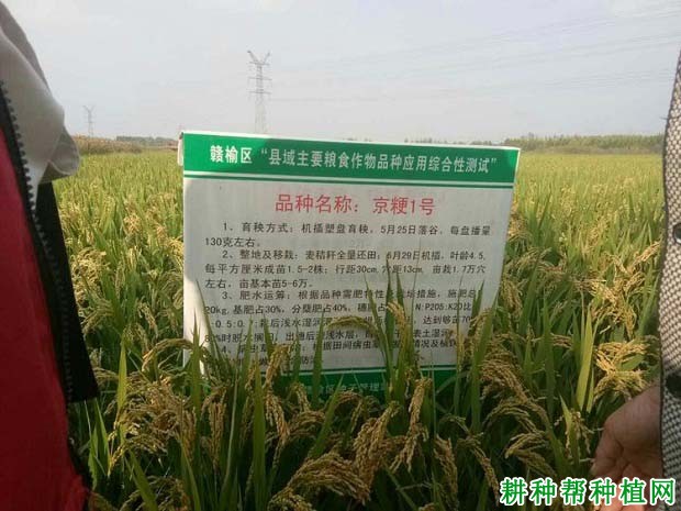 龙粳4131水稻种子简介的简单介绍