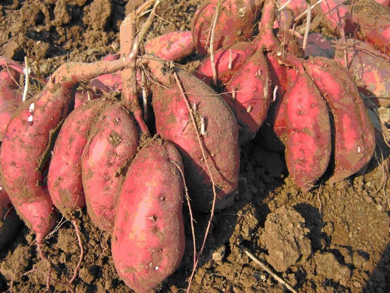 红薯19品种种植特点(高产优质红薯新品种介绍)