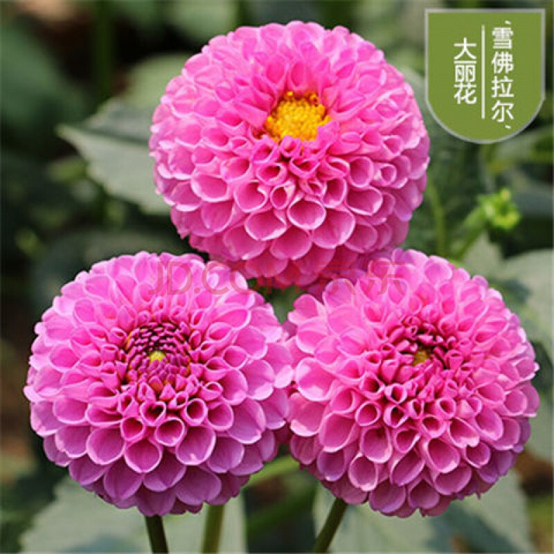 大丽花球怎么种(大丽花球种球越冬)