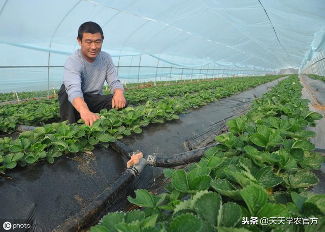 室外种植草莓时间(室外草莓苗什么时候移栽)