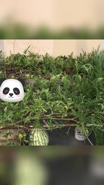 楼顶适合种西瓜吗(楼顶可以盆栽西瓜吗)