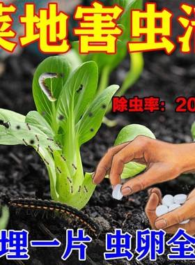 花土如何杀虫(花土如何杀虫子)