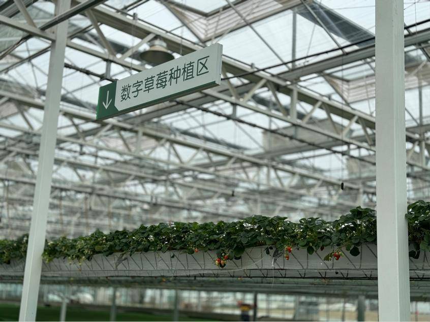 草莓种植地区(草莓种植地区有什么要求)