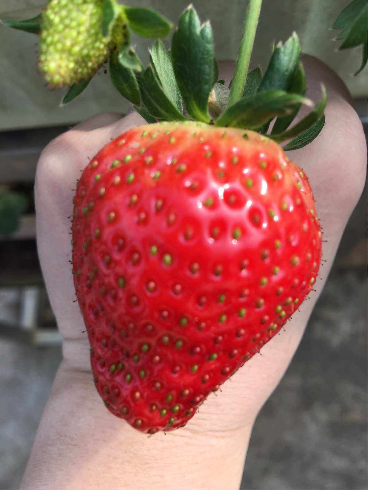 草妹(草莓熊电脑桌面壁纸)