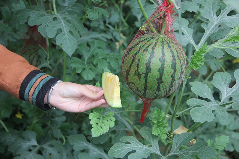 黄金西瓜种植技术(黄金西瓜是什么品种)