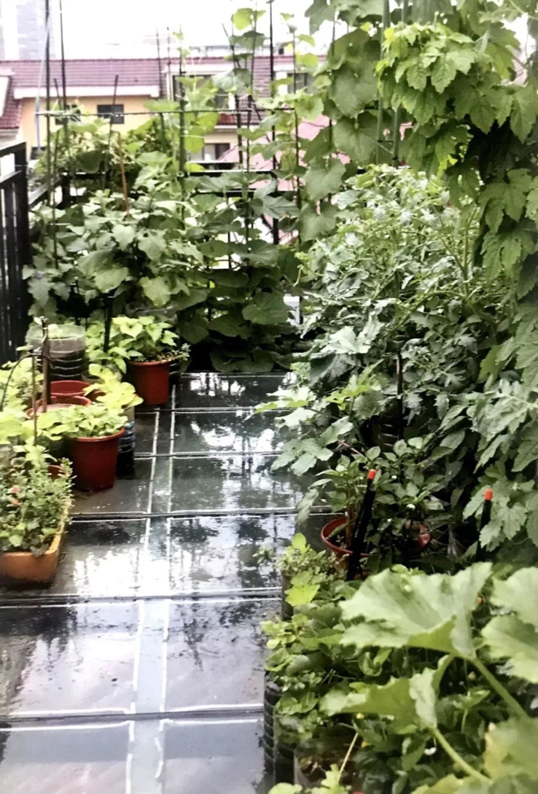 适合封闭阳台种植的蔬菜(适合封闭阳台种植的蔬菜和果树)